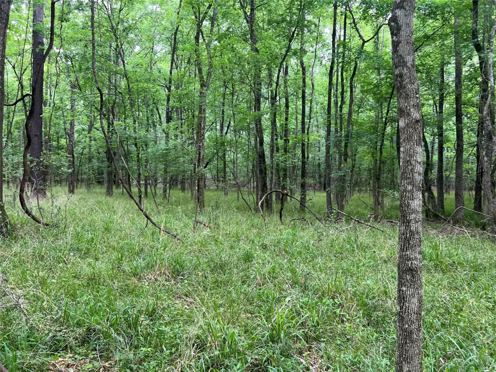Wilderness Road Point Blank, TX 77364