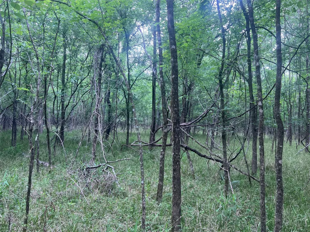Wilderness Road Point Blank, TX 77364