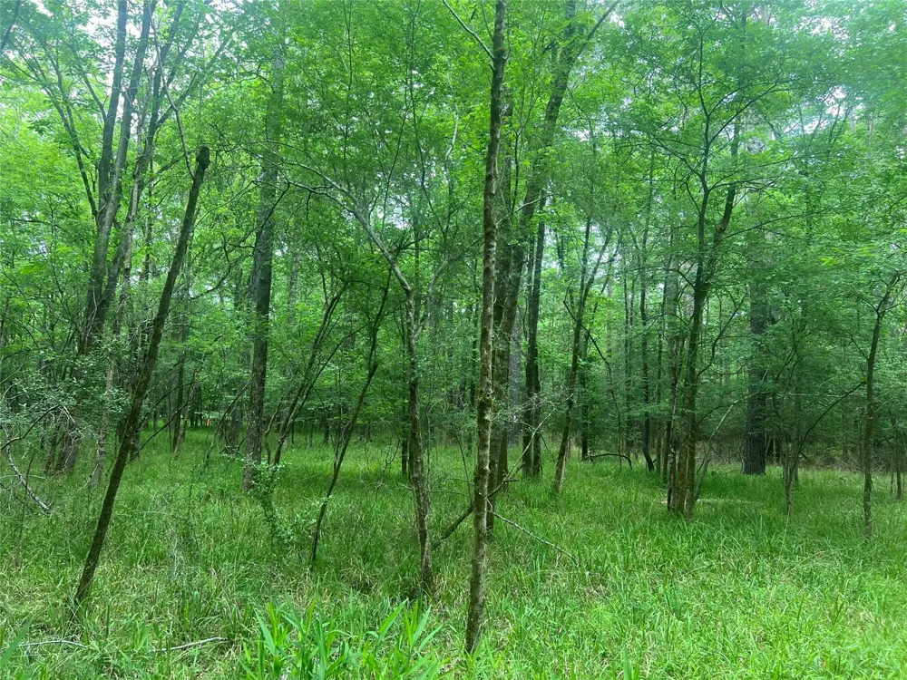 Wilderness Road Point Blank, TX 77364