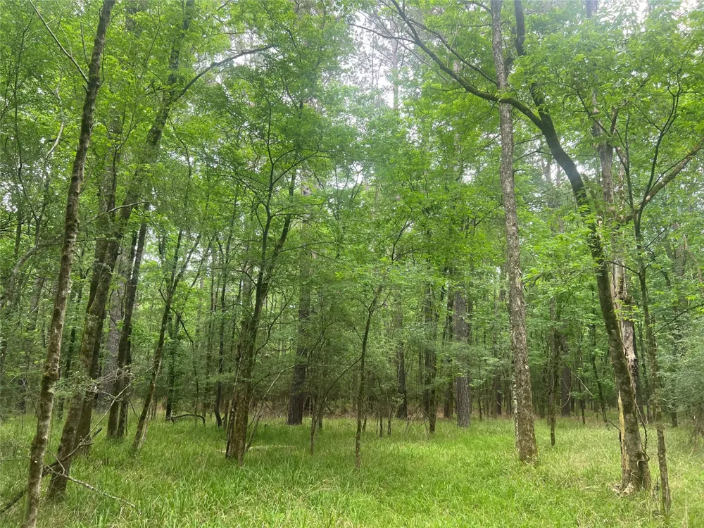 Wilderness Road Point Blank, TX 77364