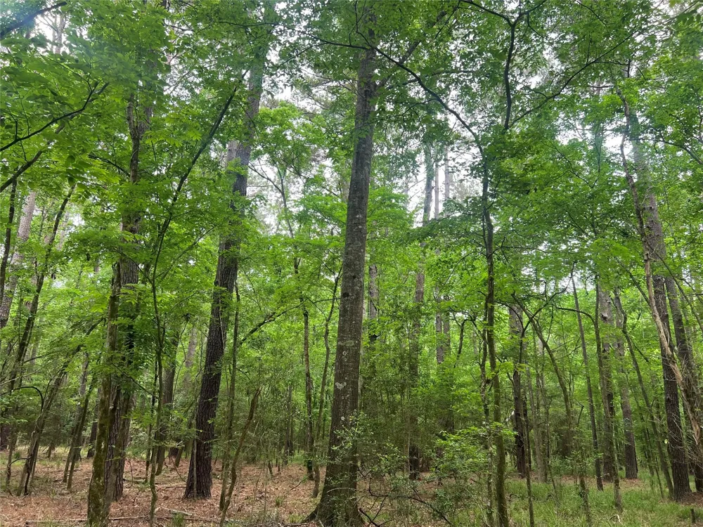 Wilderness Road Point Blank, TX 77364