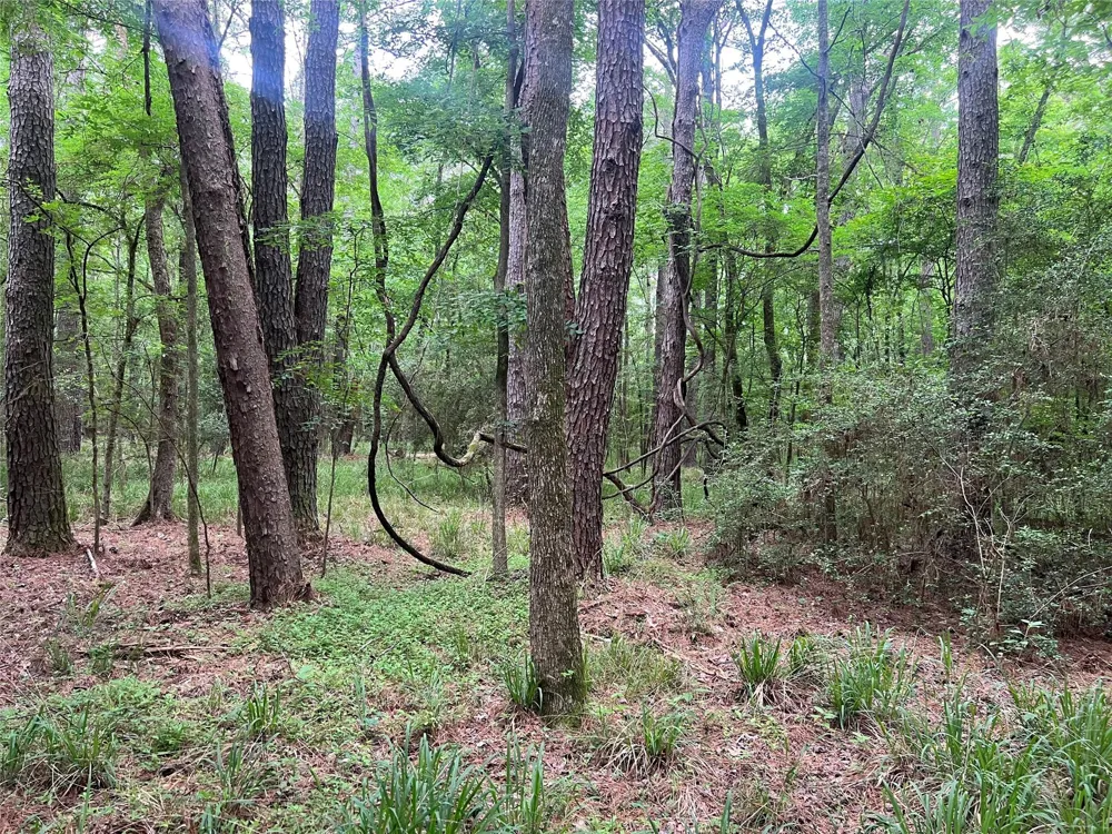 Wilderness Road Point Blank, TX 77364