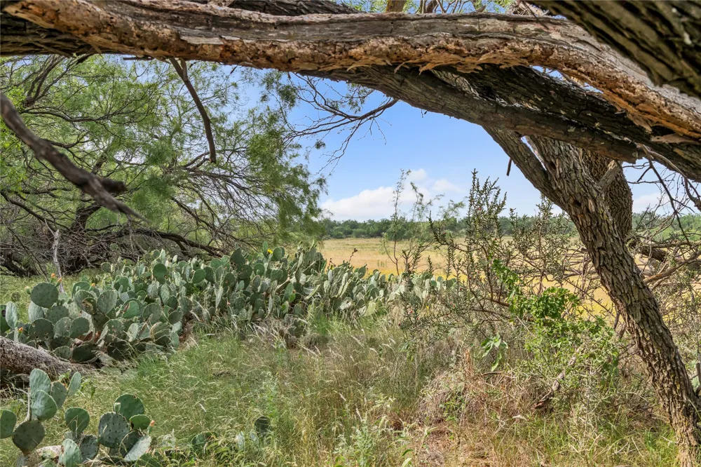 14175 State Highway 6 Moran, TX 76464