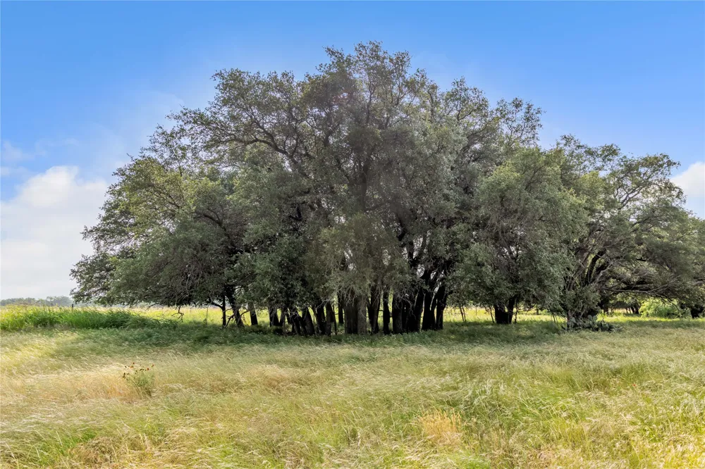 14175 State Highway 6 Moran, TX 76464