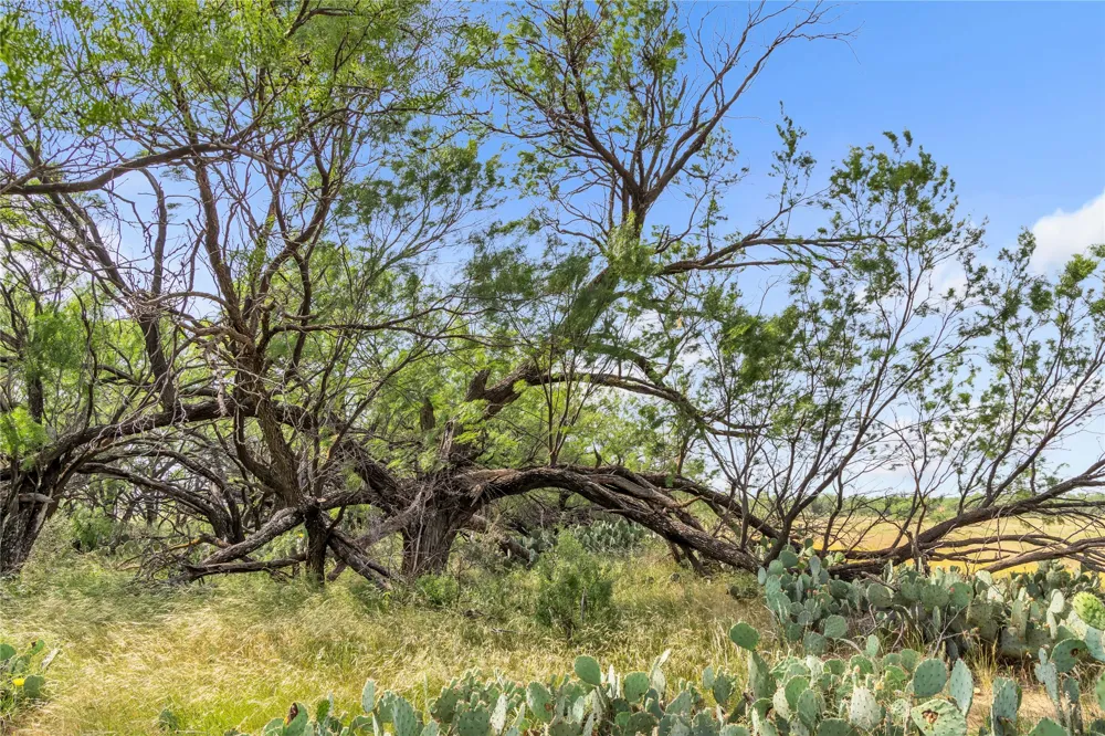 14175 State Highway 6 Moran, TX 76464