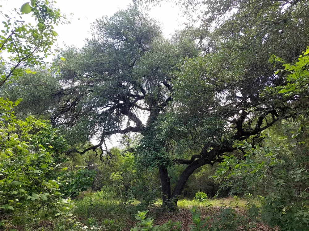 4553 McCall Creek Road Blanco, TX 78606