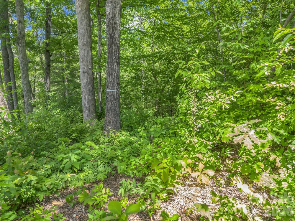 65 Bradford Vistas Vista Fletcher, NC 28732