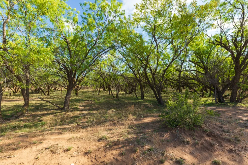 Farm Market 600 Highway Haskell, TX 79521