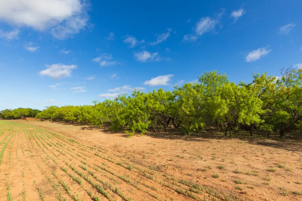 Farm Market 600 Highway Haskell, TX 79521
