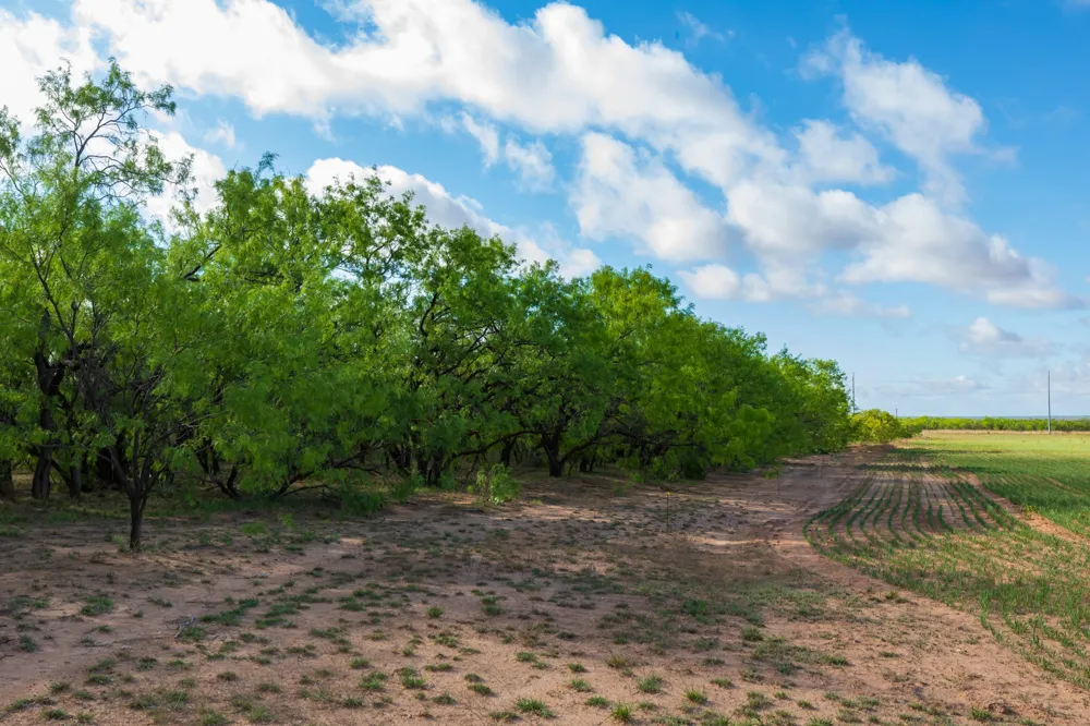 Farm Market 600 Highway Haskell, TX 79521
