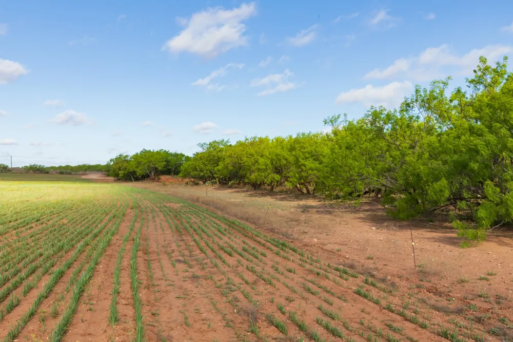 Farm Market 600 Highway Haskell, TX 79521