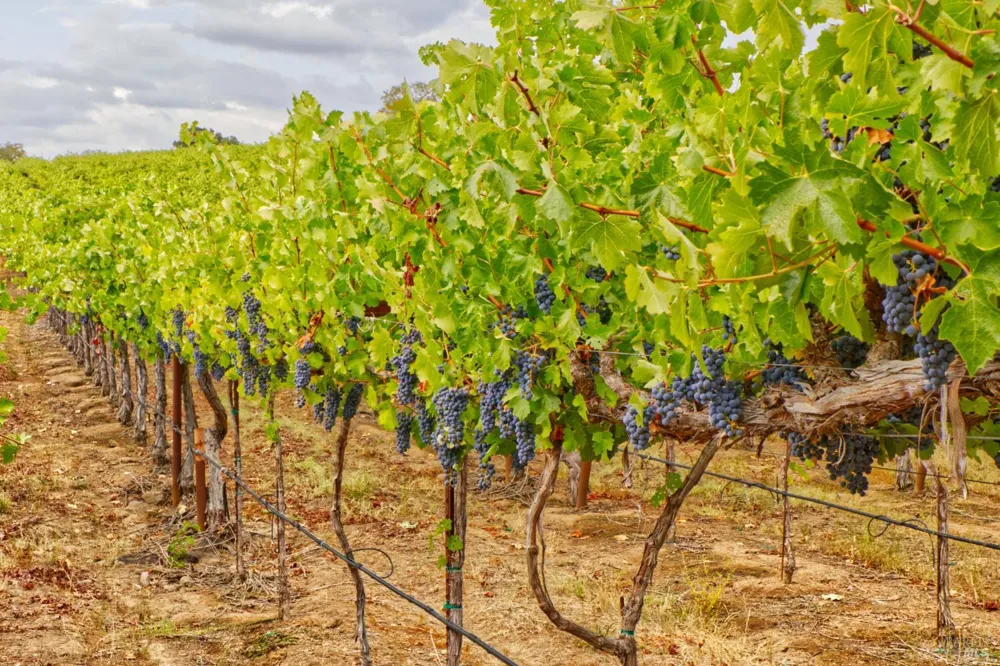15881 Highway 12 Sonoma, CA 95476