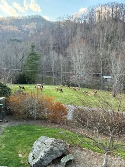 361 Black Camp Gap Road Maggie Valley, NC 28751