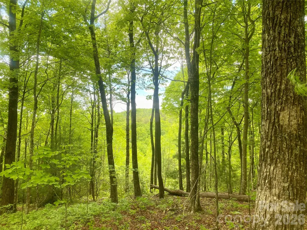 TBD Diamond Creek Road Lake Toxaway, NC 28747