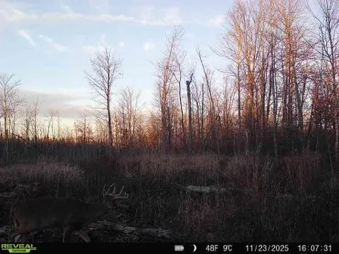 xxx Fleming Logging Road