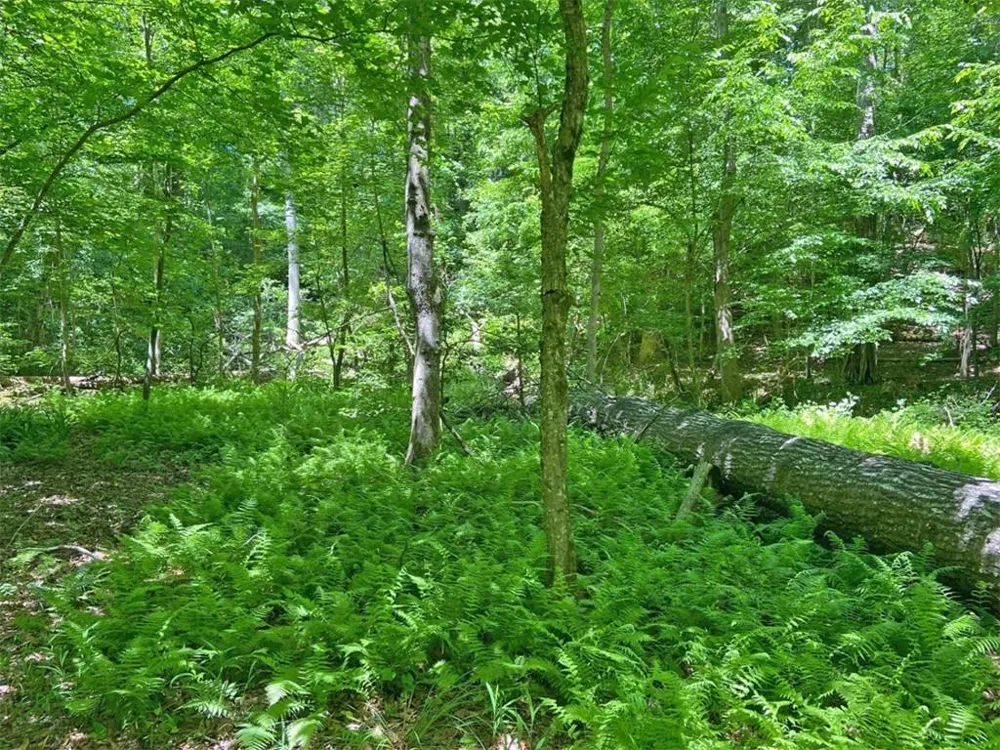 0 Hickory Nut Trail Dahlonega, GA 30533