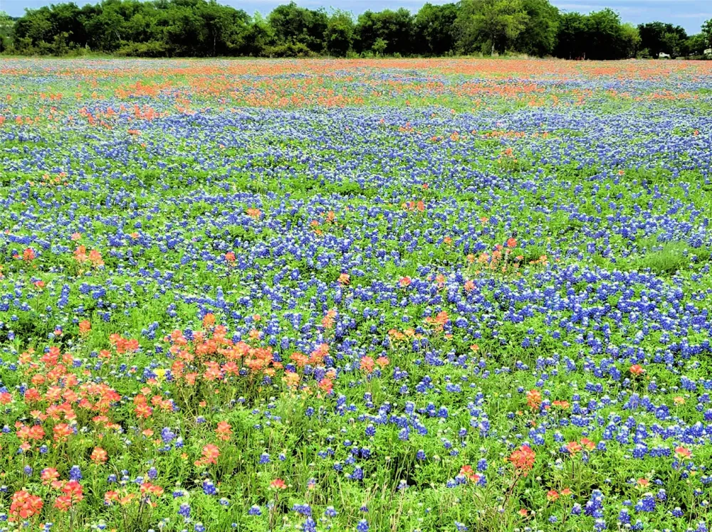 Private Road 425 Hillsboro, TX 76645