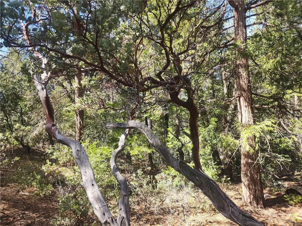 52547 Pine Cove Idyllwild, CA 92549