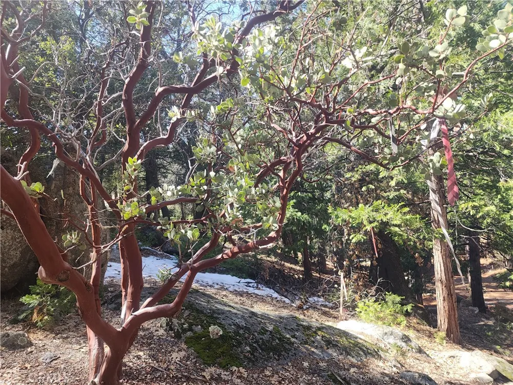 52547 Pine Cove Idyllwild, CA 92549
