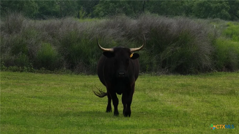 3833 County Road 2880 Bigfoot, TX 78005