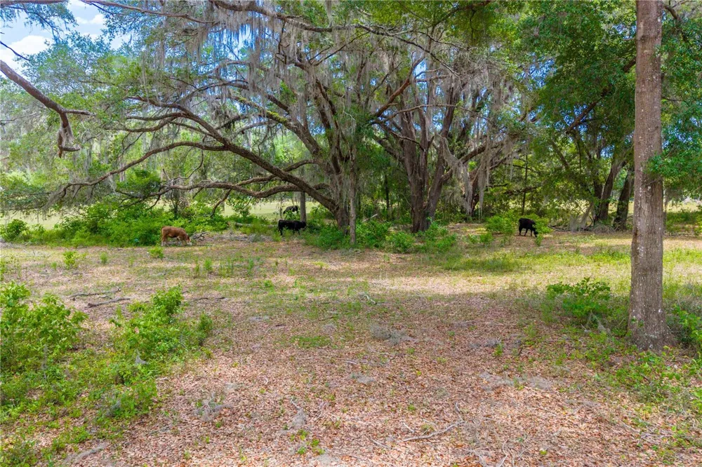 TBD SW 170TH STREET Newberry, FL 32669