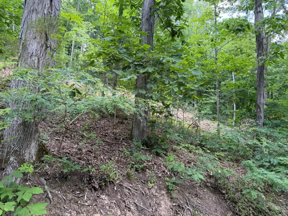 1979 Norton Branch Road Beechgrove, TN 37018