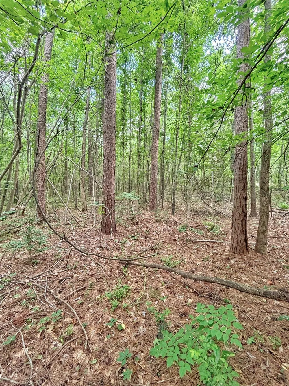 390 Cr 1701 Rusk, TX 75654