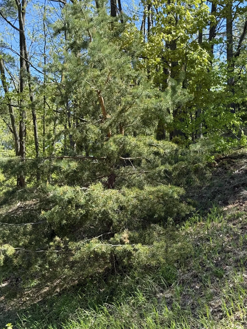 Sadie Lane #Parcel 'D' Bear Lake, MI 49614