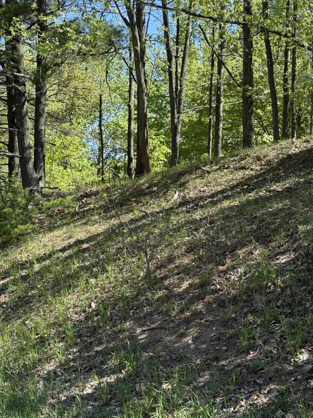 Sadie Lane #Parcel 'D' Bear Lake, MI 49614