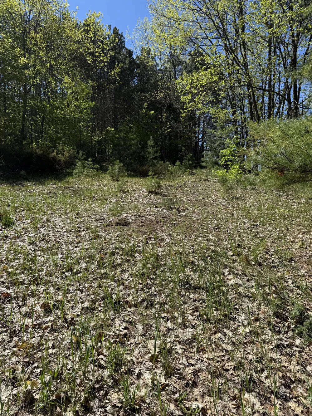 Sadie Lane #Parcel 'D' Bear Lake, MI 49614