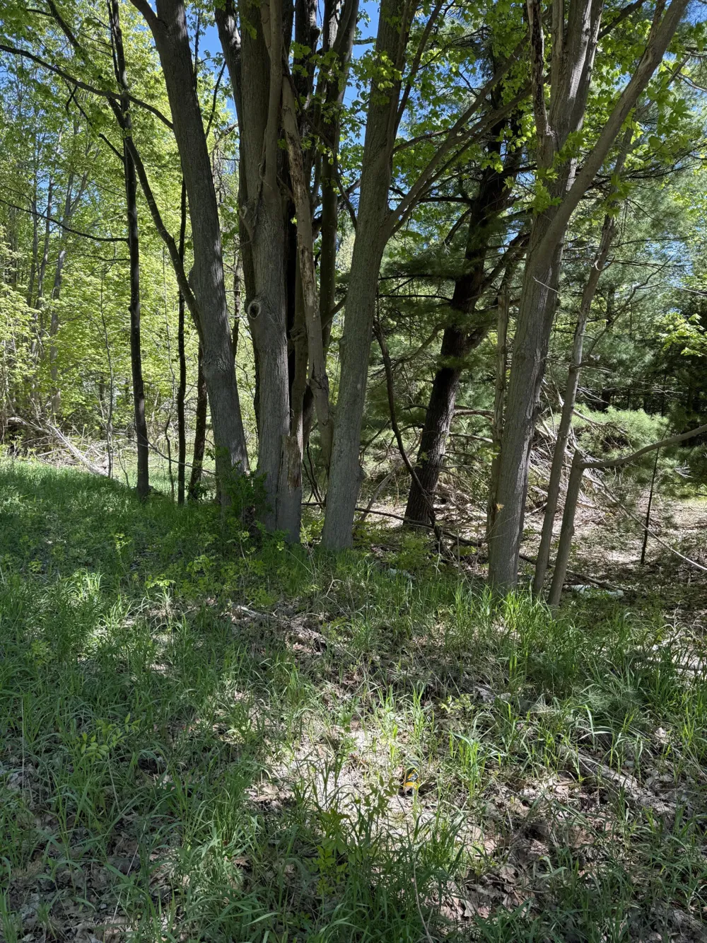 Sadie Lane #Parcel 'D' Bear Lake, MI 49614