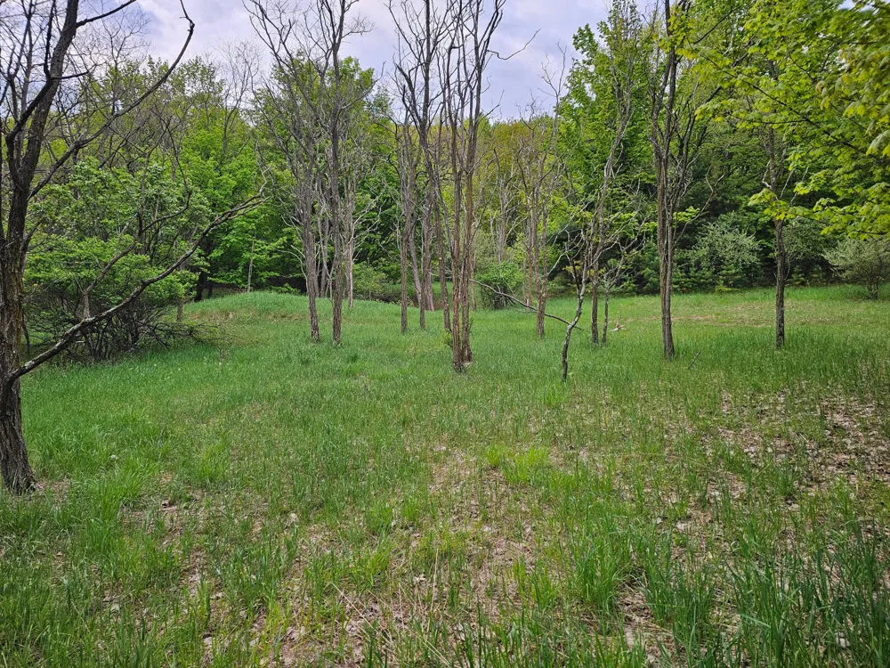 Sadie Lane #Parcel 'D' Bear Lake, MI 49614