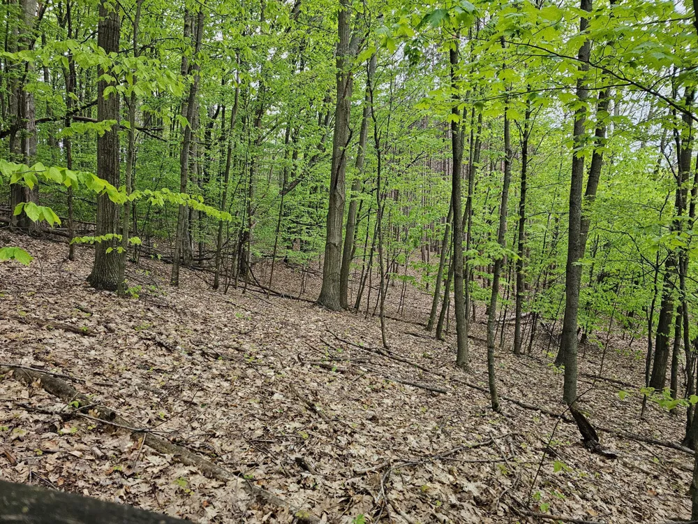 Sadie Lane #Parcel 'D' Bear Lake, MI 49614