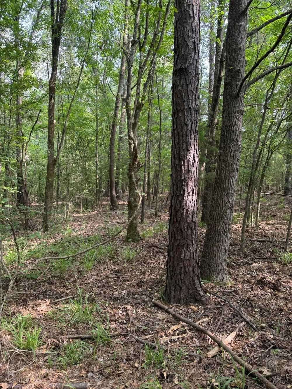 HWY 259 Diana, TX 75640