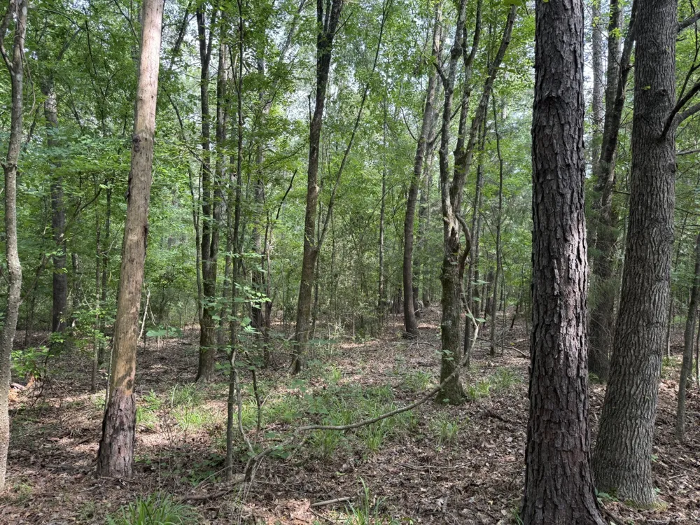 HWY 259 Diana, TX 75640
