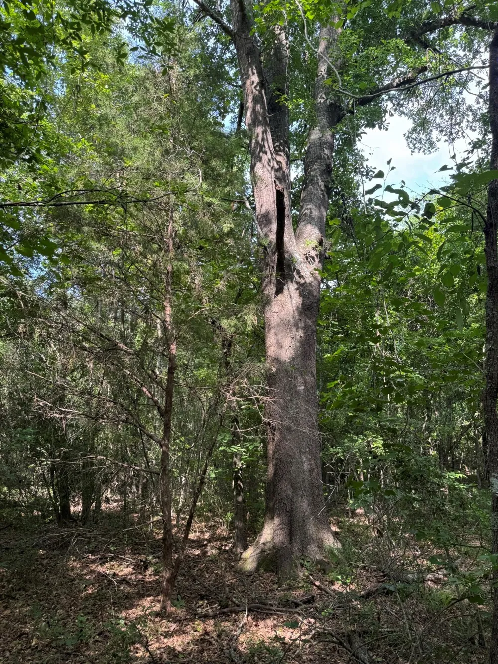 HWY 259 Diana, TX 75640