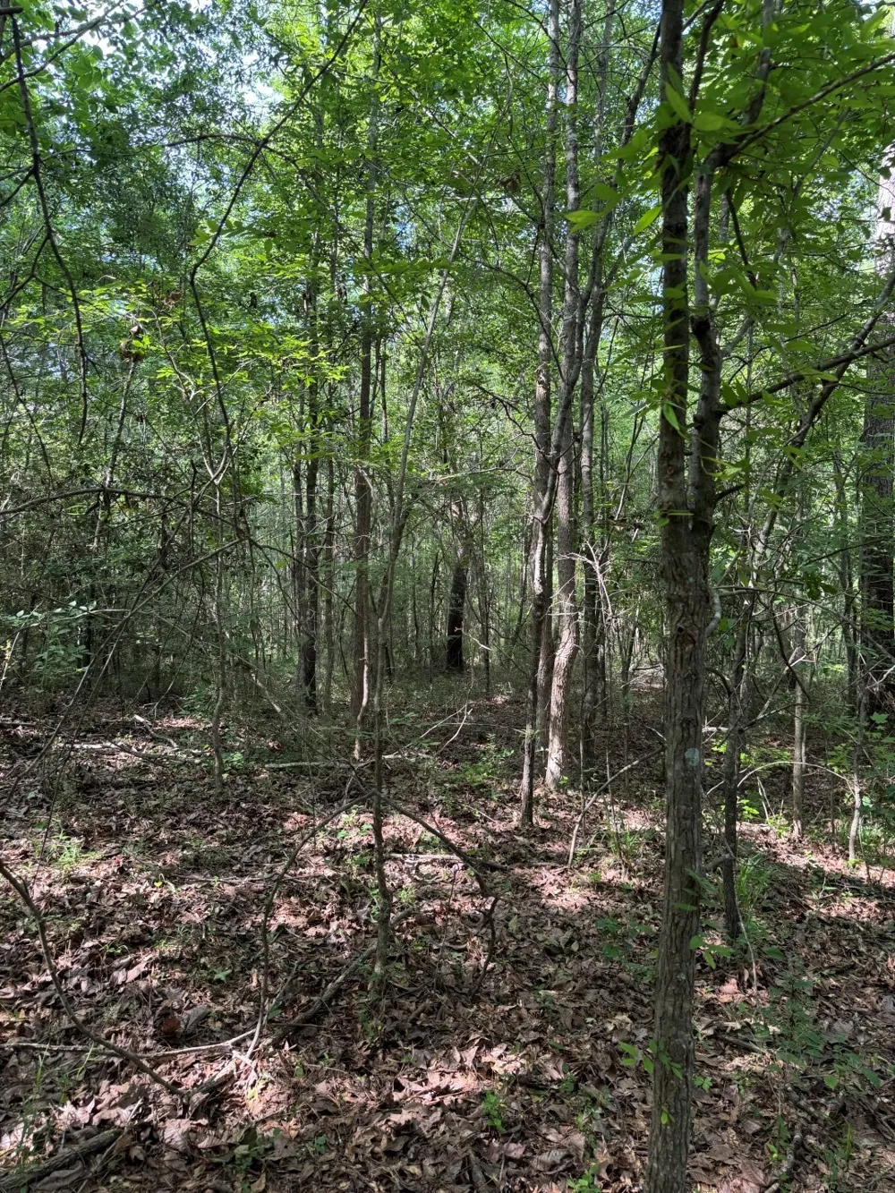 HWY 259 Diana, TX 75640