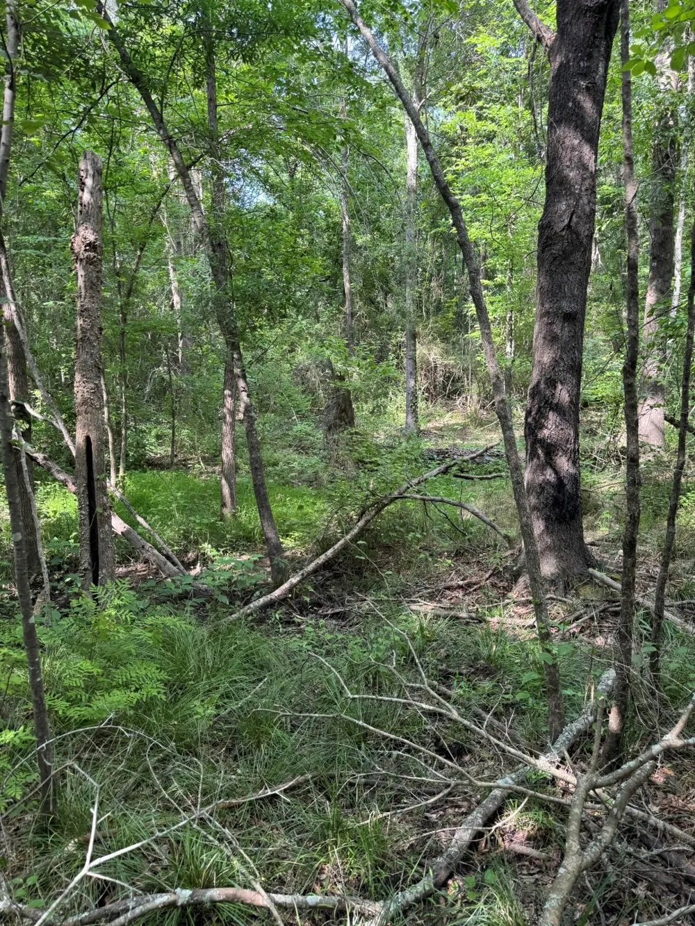 HWY 259 Diana, TX 75640