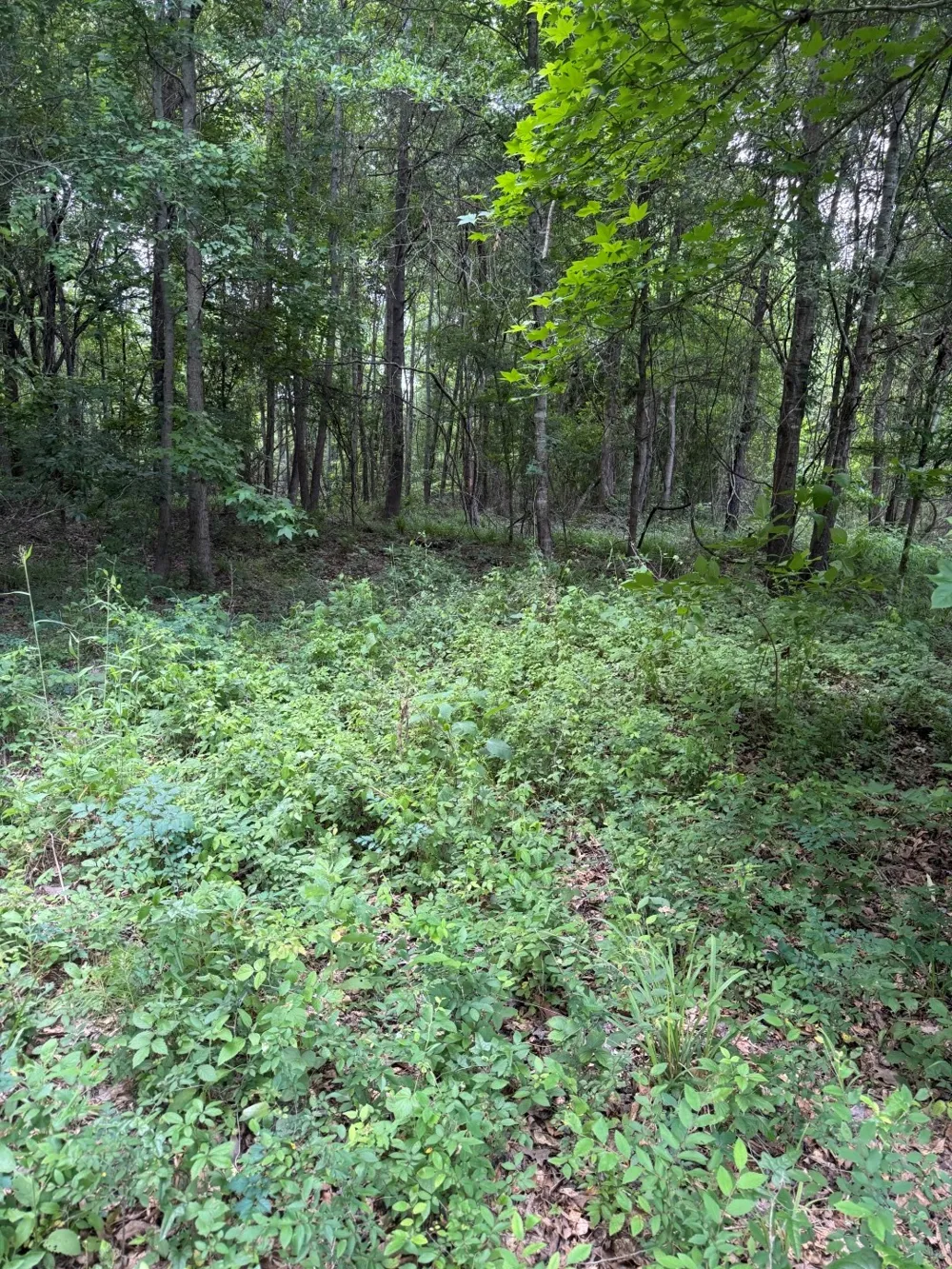HWY 259 Diana, TX 75640