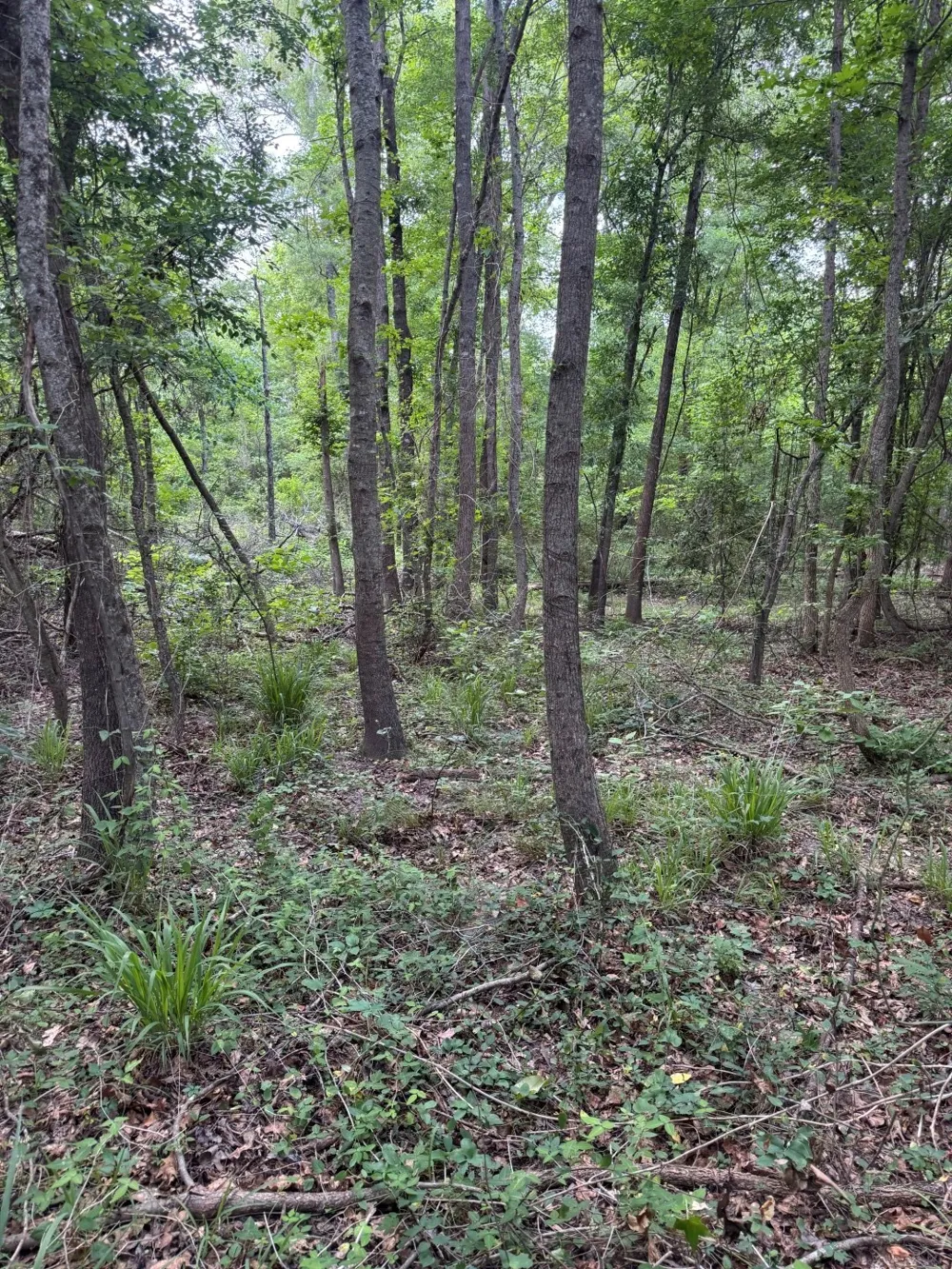 HWY 259 Diana, TX 75640