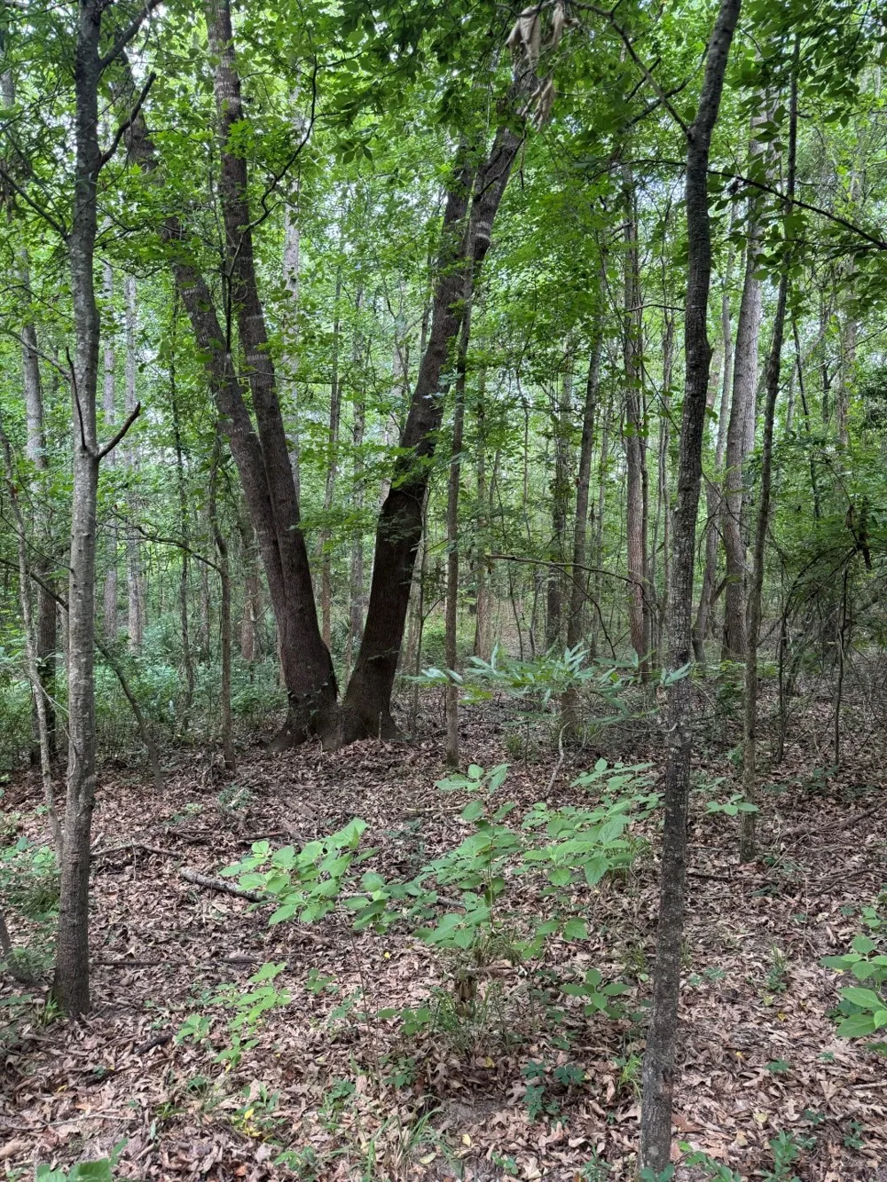 HWY 259 Diana, TX 75640