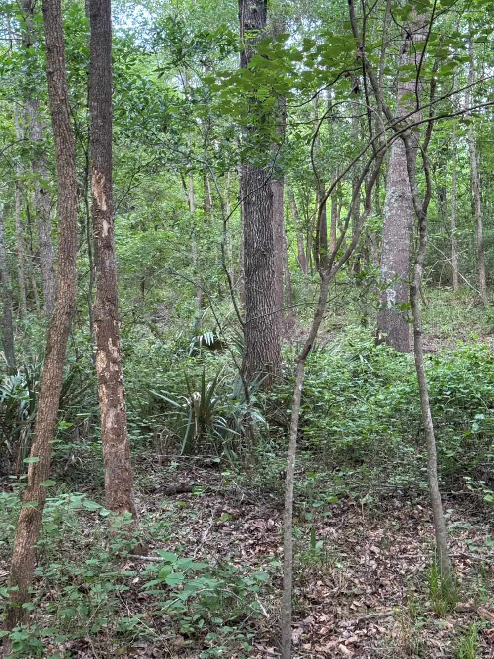 HWY 259 Diana, TX 75640