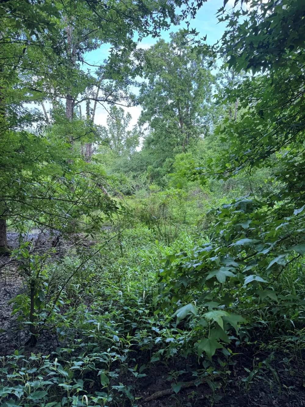 HWY 259 Diana, TX 75640