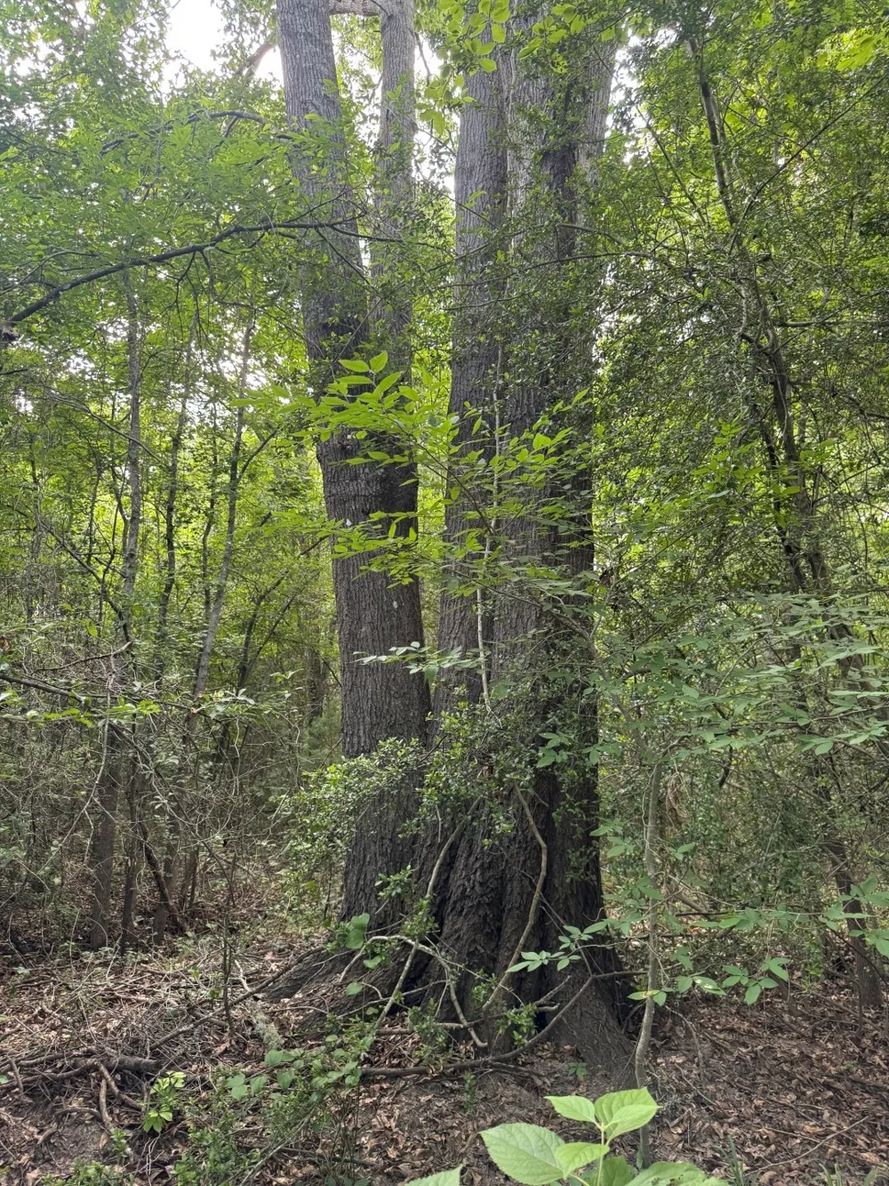 HWY 259 Diana, TX 75640