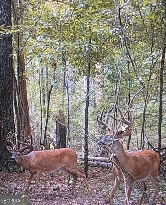 1217 Youngs Farm RD Cedartown, GA 30125
