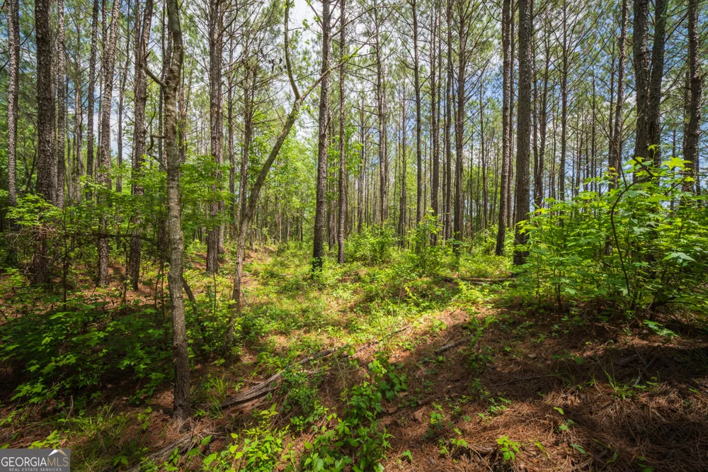0 Old Haul RD Dry Branch, GA 31020
