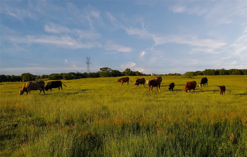 FM 920 Poolville, TX 76487