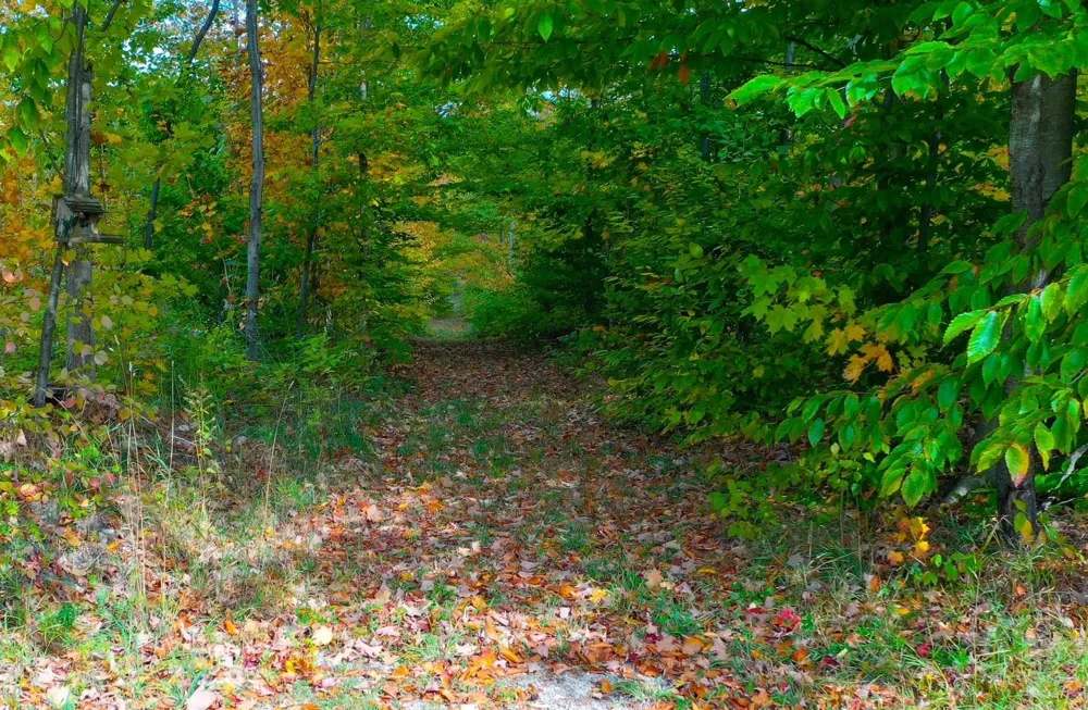5391 Scholl Road Mancelona Township, MI 49659
