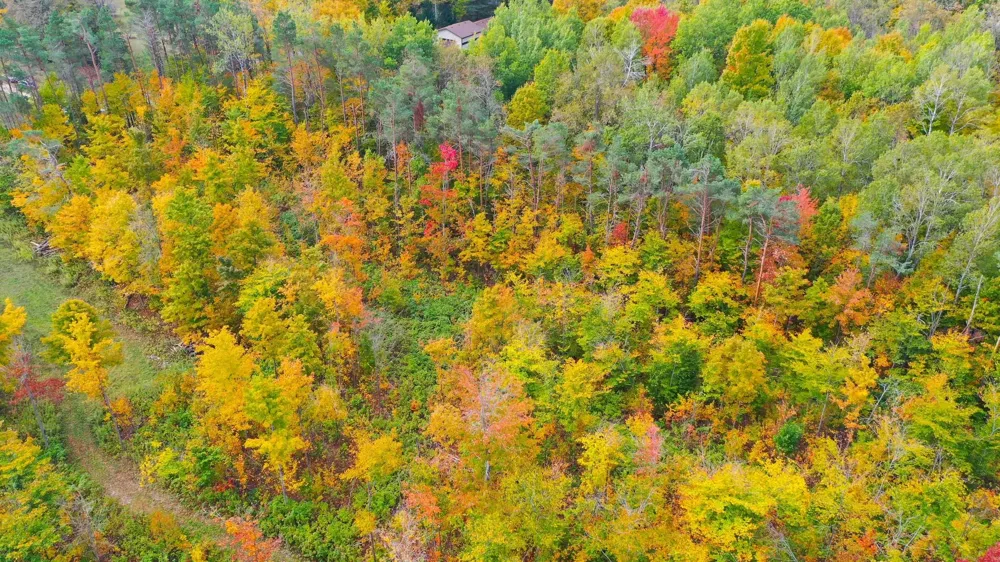 5391 Scholl Road Mancelona Township, MI 49659