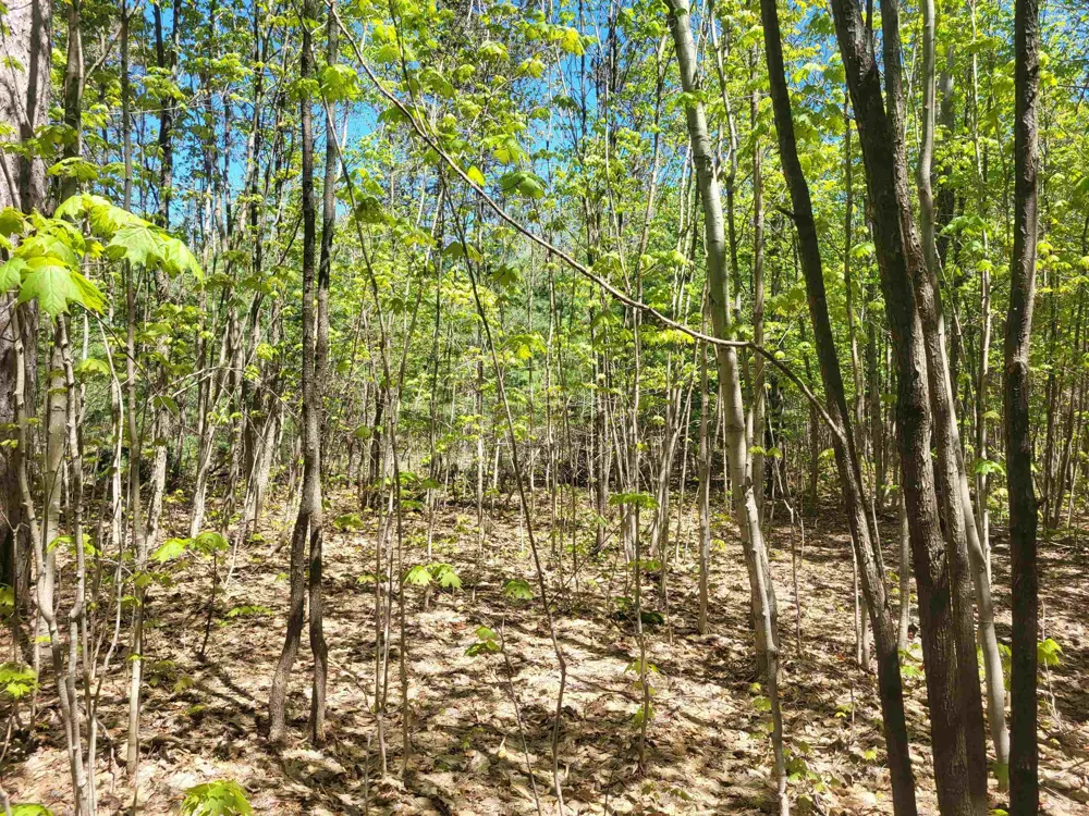 Hulbert Road Inland Township, MI 49643